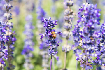 Lavender Flowers in the garden