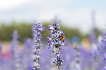 Lavender Flowers in the garden