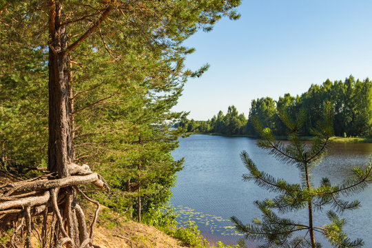 Sandy river shore with pine forest at summer day. Russian nature river Nemda, Kostroma region.