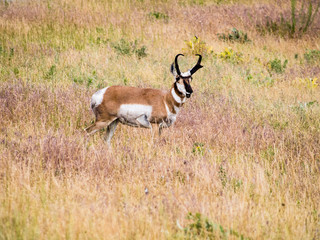 American pronghorn antelope on a meadow in National Bison Range, a wildlife refuge in Montana, USA
