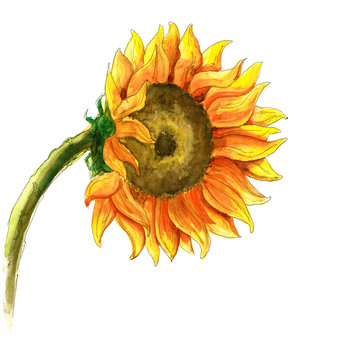 Hand-drawn watercolor illustration with a flower of autumn sunflower. Sketch pen in shades of yellow, orange and green on a white background.