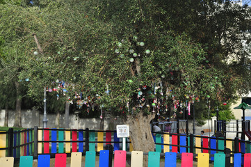 Arbol de los chupetes