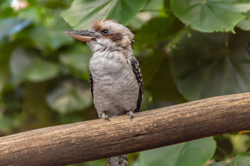 The kookaburra's bird looks out from the tall trees in Australia.