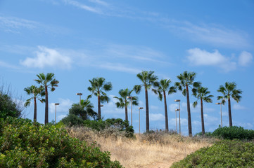Fototapeta na wymiar Mallorca coast with palm trees