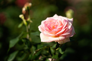 Pink rose flowers