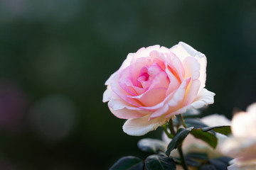 Pink rose flowers
