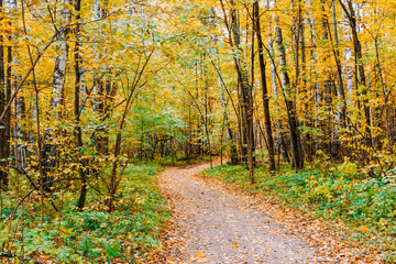 Path in a forest with colorful autumn leaves