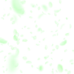Green flower petals falling down. Fine romantic flowers falling rain. Flying petal on white square b