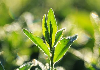 natural background of bright lush green grass covered with shiny drops of morning dew in the sun