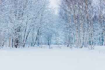 Winter forest and tree branches in the snow