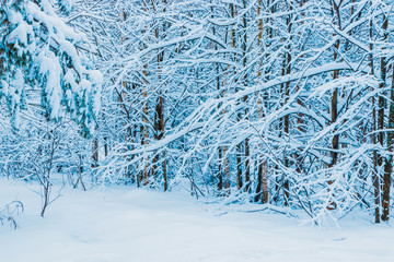 Winter forest and tree branches in the snow