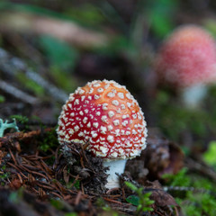 fly-agaric mushrooms on natural ground