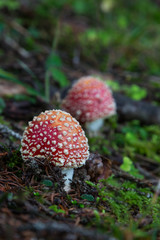 two fly-agaric mushrooms on forest ground
