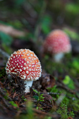 two fly-agaric mushrooms on ground