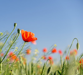 Field of bright red poppy flowers in summer