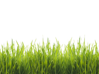 Isolated green grass