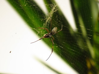 Spider