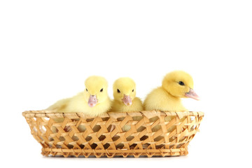 Little yellow ducklings in basket on white background