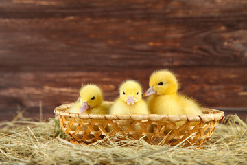Little yellow ducklings in basket on hay
