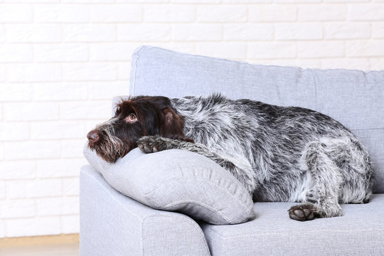 German pointer dog sitting on grey sofa