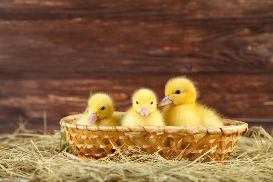 Little yellow ducklings in basket on hay