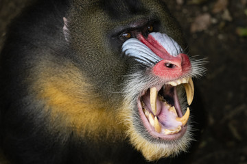 monkey mandril open mouth - obrazy, fototapety, plakaty