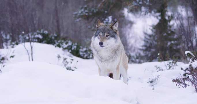 Portrait of insecure wolf standing in winter forest