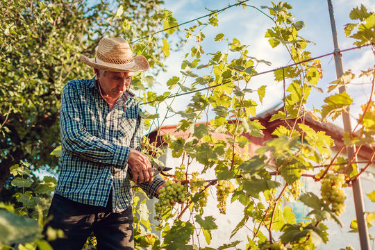 Farmer gathering crop of grapes on ecological farm. Senior man cutting grapes with pruner
