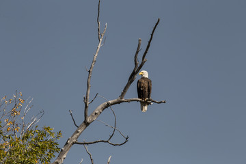 Eagle