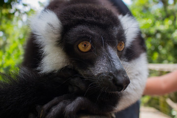 Vari noir et blanc - Varecia variegata