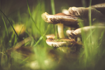 Pilze im Garten