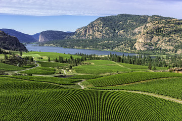Vineyards in the south Okanagan near Pentiction British Columbia Canada with Vaseux Lake in the background - obrazy, fototapety, plakaty