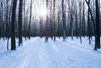 Sunset in winter forest