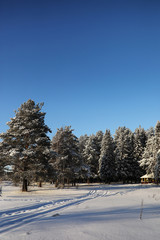 pine forest after a heavy snow storm on sunny winter day