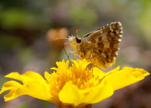 butterfly on a yellow flower
