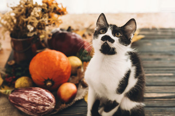 Happy Thanksgiving concept. Cute funny  cat sitting at beautiful Pumpkin in light, vegetables on bright autumn leaves, acorns, nuts on wooden rustic table. Hello Autumn.