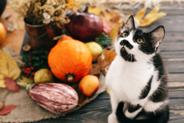 Cute cat sitting at beautiful Pumpkin in light, vegetables on bright autumn leaves, acorns, nuts on wooden rustic table. Hello Autumn. Fall season. Happy Thanksgiving concept