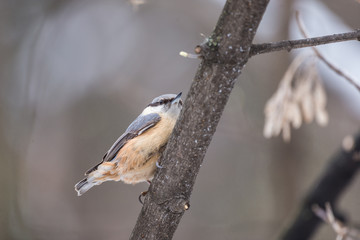 Beautiful nuthatch sitting on a tree branch in winter