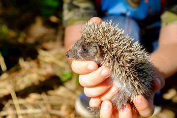 Small hedgehog in female hands on green background