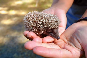 Small hedgehog in female hands on green background