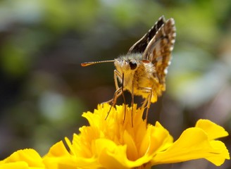 butterfly on a yellow flower
