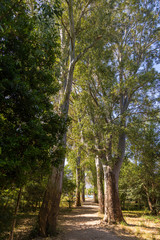 Fototapeta premium Avenue of plane trees in the Butrint National Park, south Albania