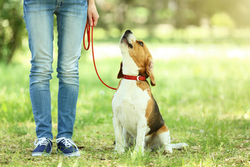 Woman walking with beagle dog in the park
