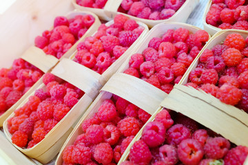 Fresh raspberries picked and in a wooden basket