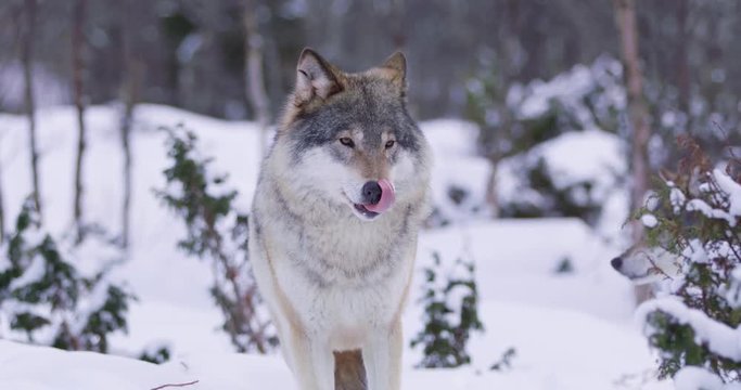 Portrait of beautiful wolf in the cold norwegian forest