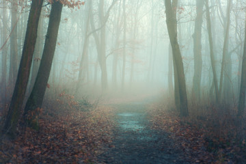 Fototapeta premium Autumn park in mysterious fog