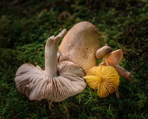 Mushroom still life