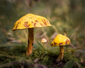 Three mushrooms