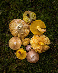 Mushroom still life
