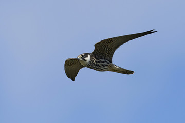 Eurasian hobby (Falco subbuteo)